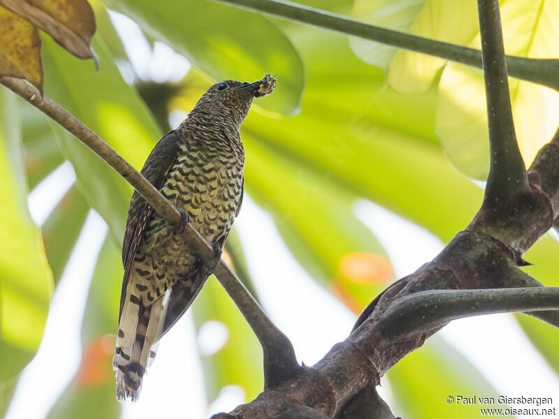 African Emerald Cuckoo
