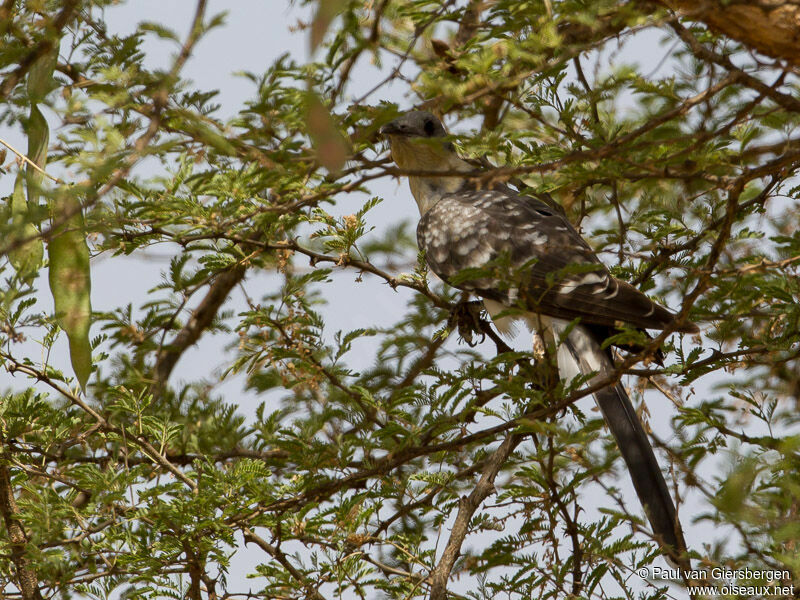 Great Spotted Cuckoo