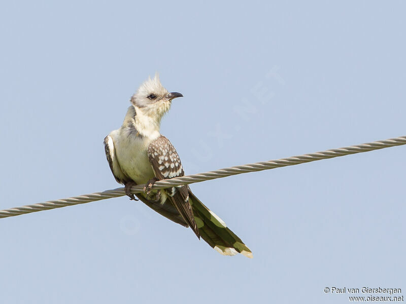 Great Spotted Cuckoo