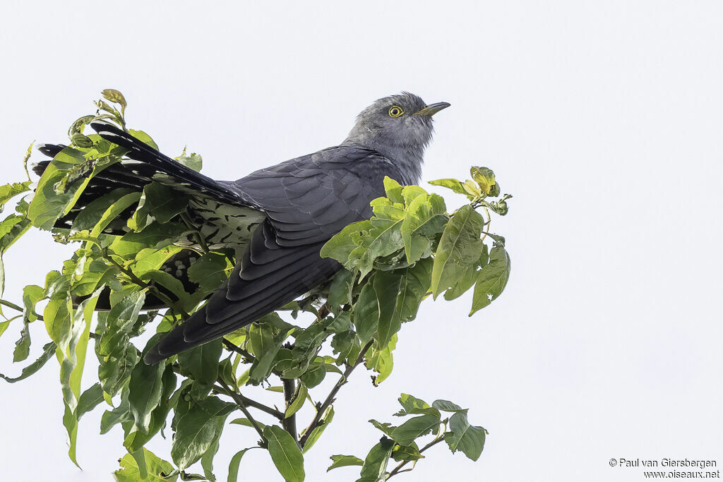 Common Cuckooadult