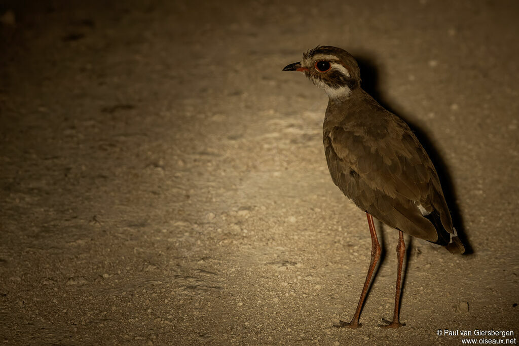 Courvite à ailes bronzéesadulte