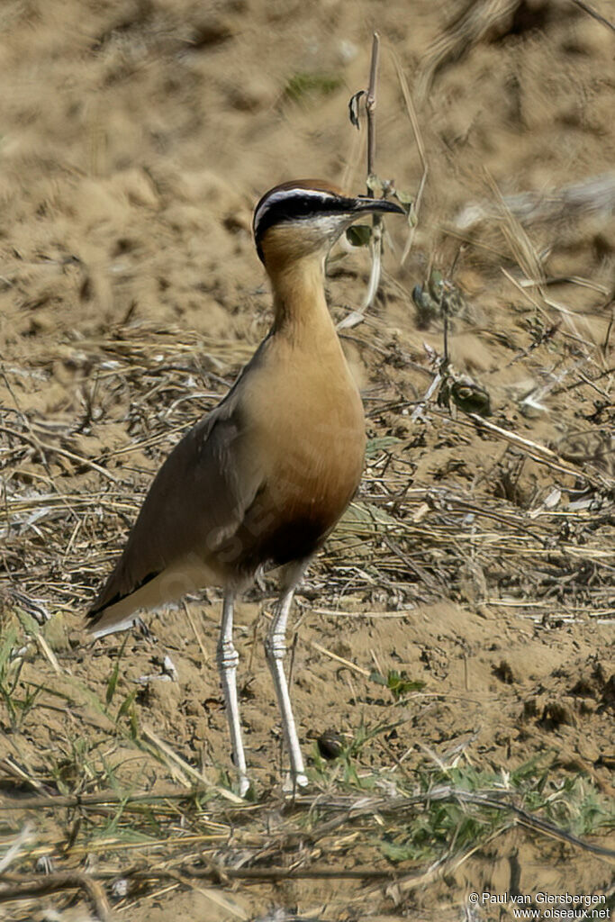Courvite de Coromandeladulte