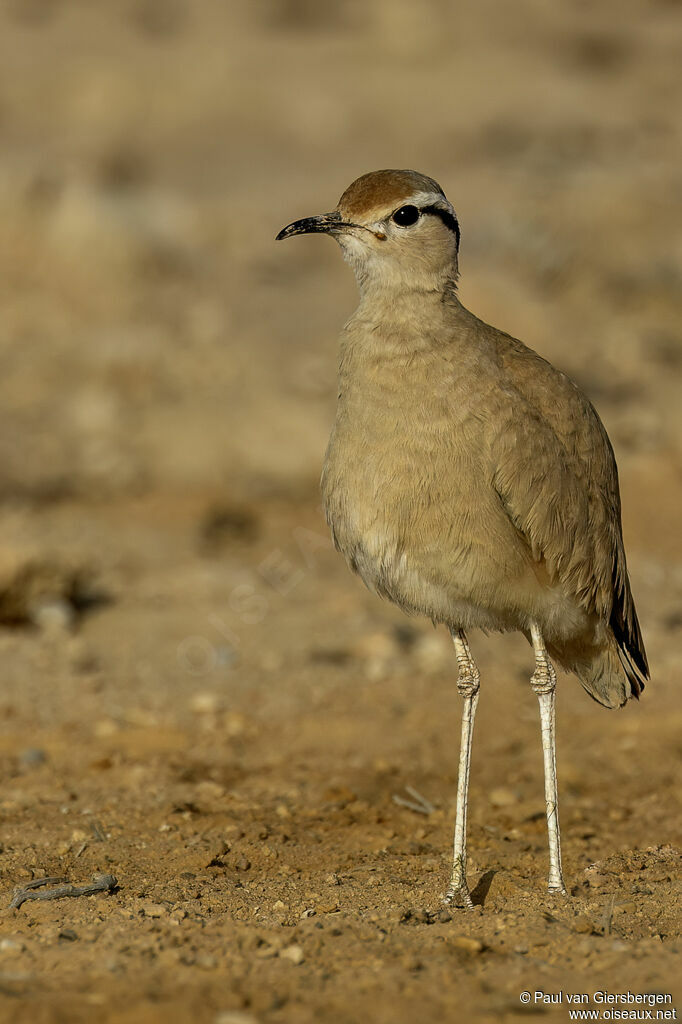 Courvite de Somalieadulte