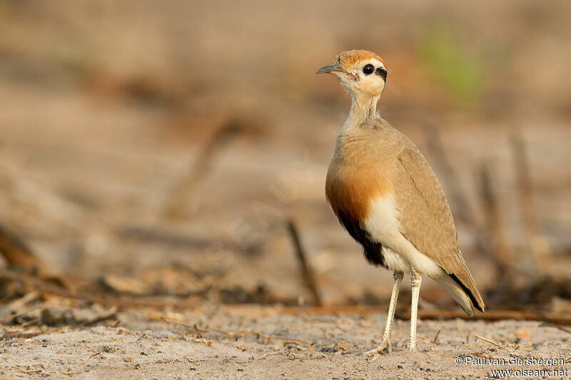 Temminck's Courser