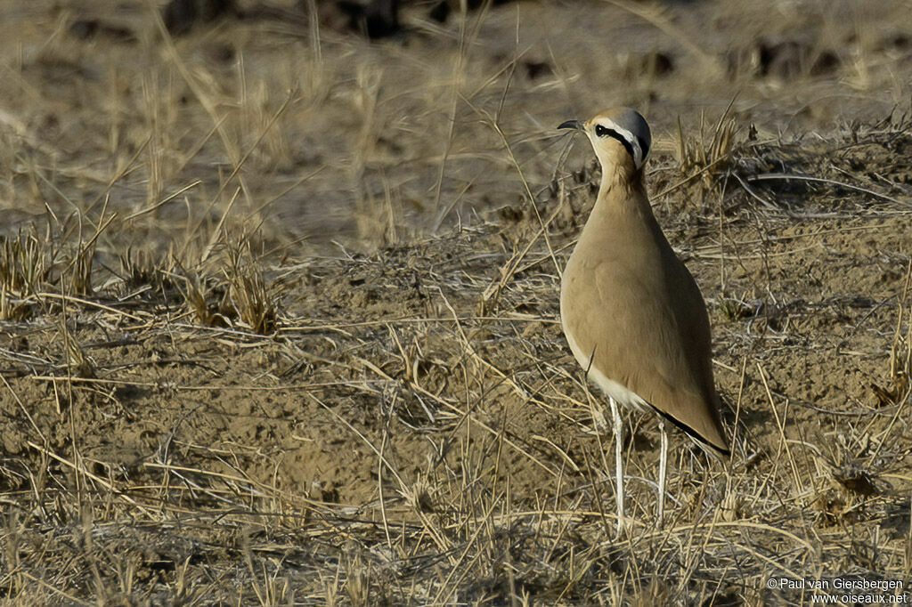 Courvite isabelleadulte