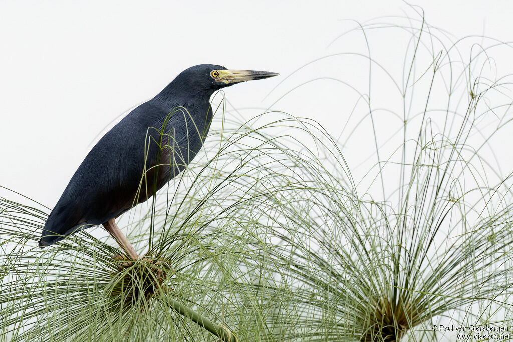 Rufous-bellied Heronadult