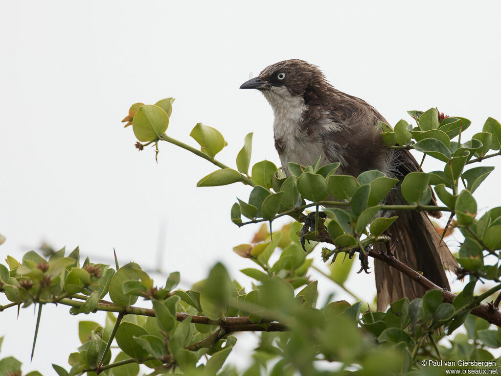 Northern Pied Babbleradult