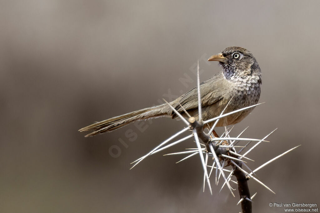 Cratérope d'Aylmeradulte