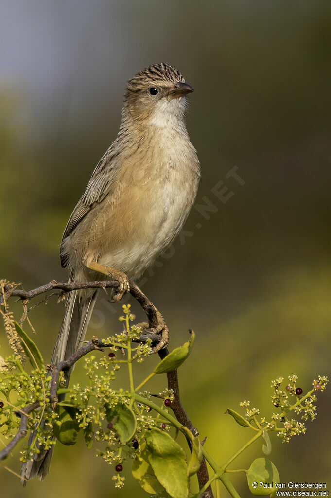 Cratérope de l'Inde - Cratérope indien<br />adulte