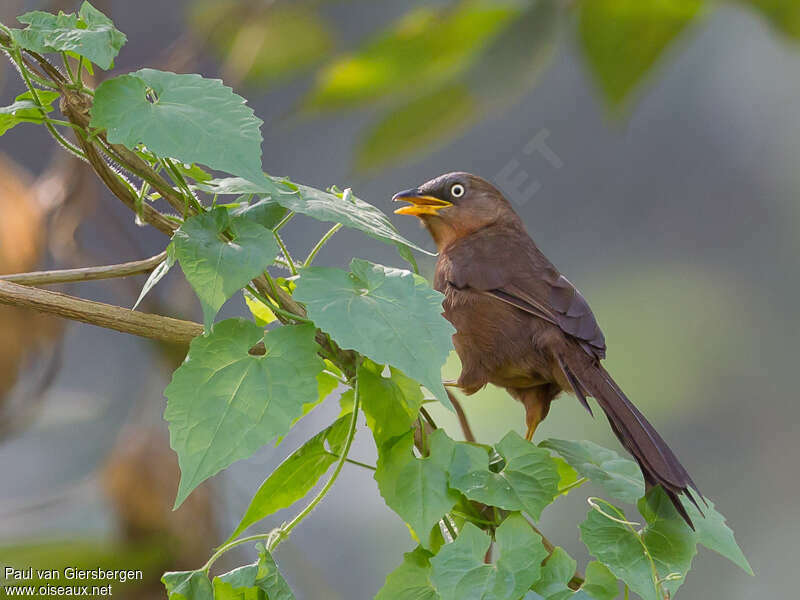 Rufous Babbleradult, identification