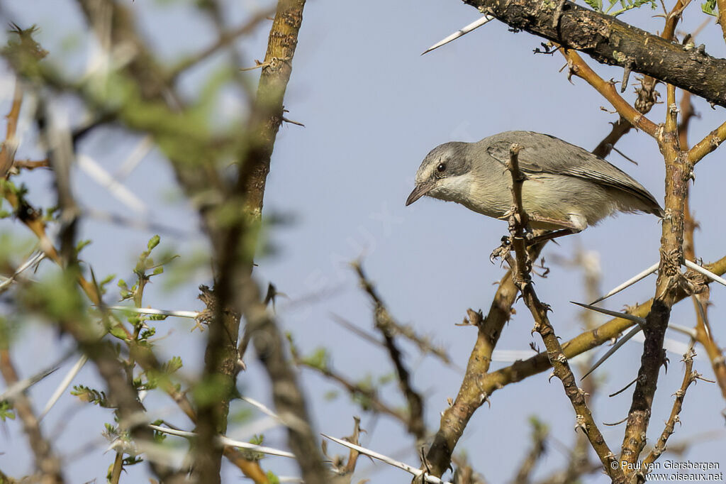 Crombec de Somalieadulte