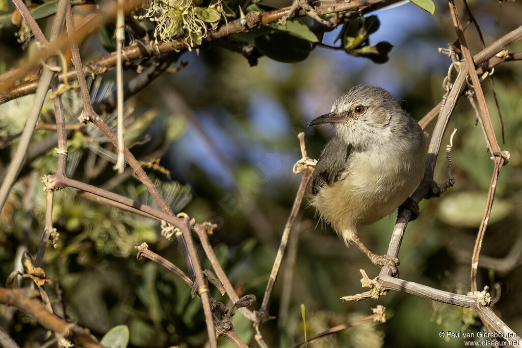 Crombec isabelleadulte