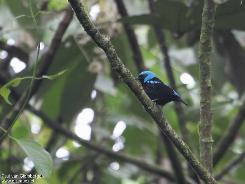 Scarlet-thighed Dacnis, pigmentation