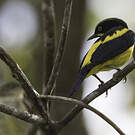 Dacnis à ventre jaune