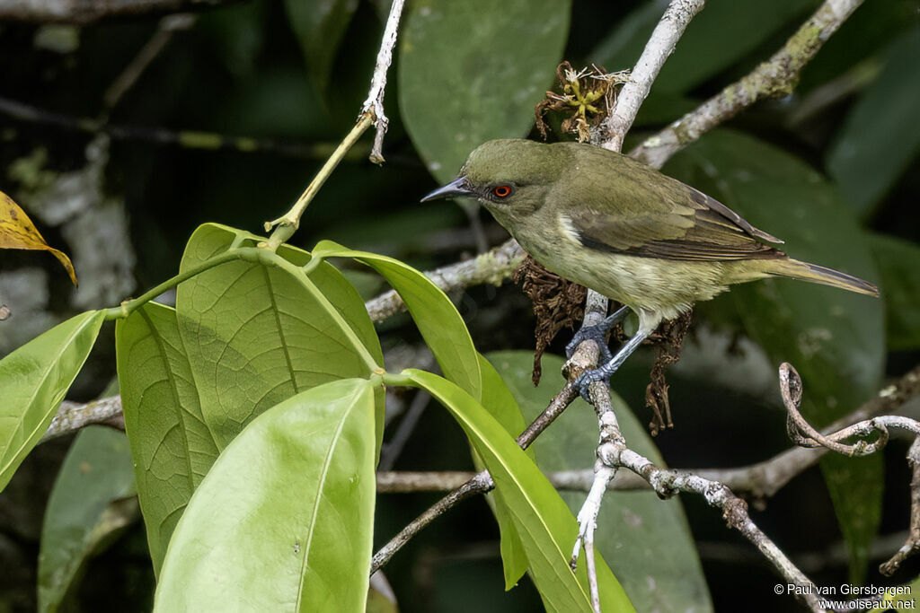 Dacnis à ventre jaune femelle adulte