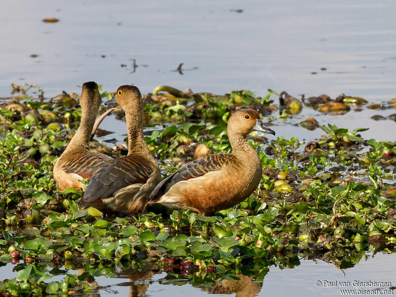 Dendrocygne siffleur