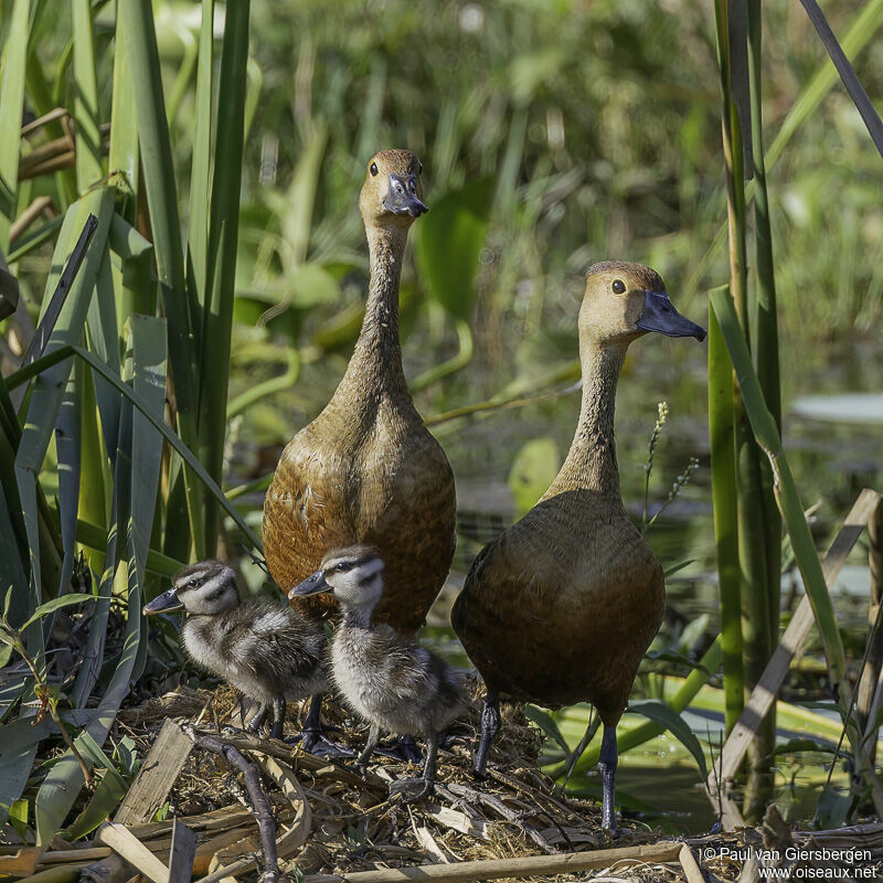 Dendrocygne siffleur