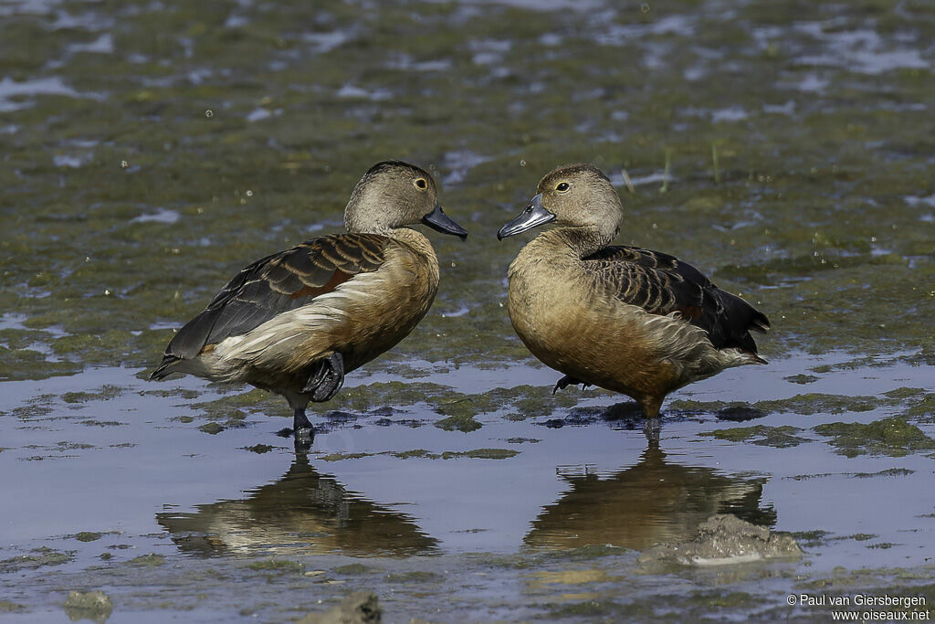 Dendrocygne siffleuradulte