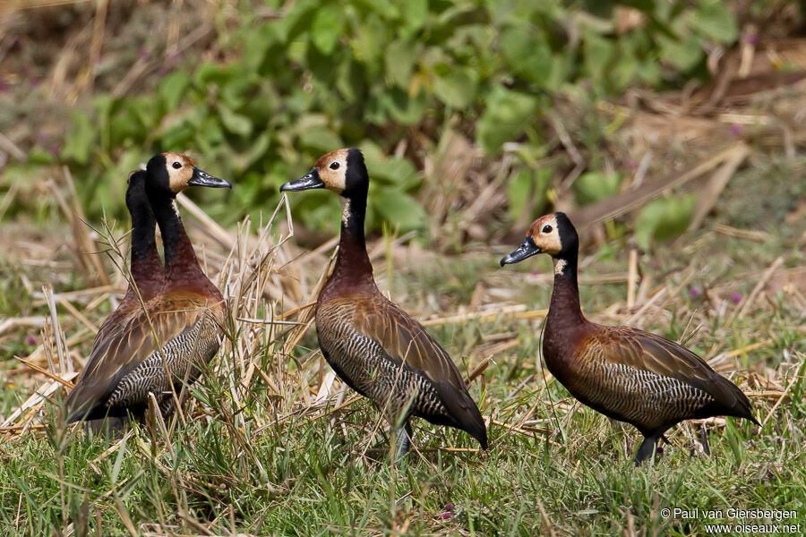 Dendrocygne veuf