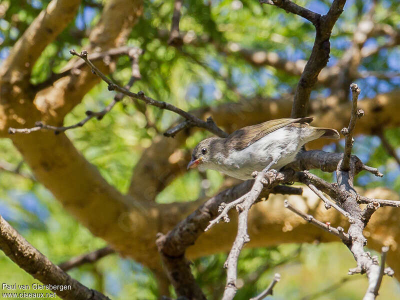 Dicée à bec épaisadulte, identification