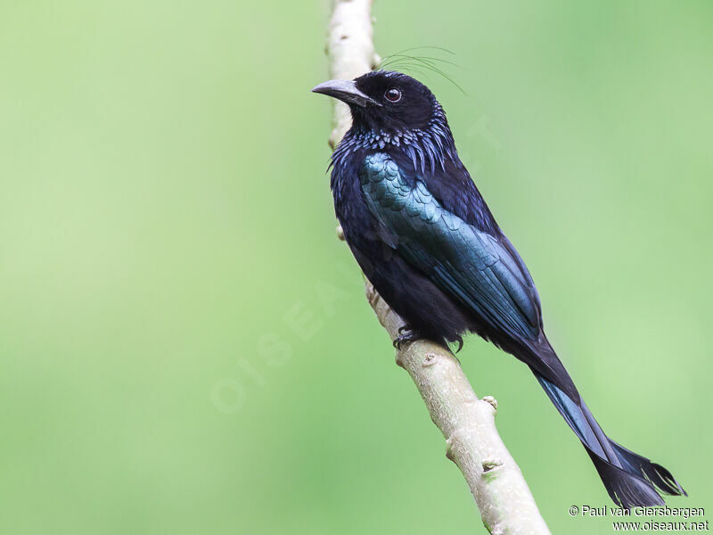 Drongo à crinièreadulte