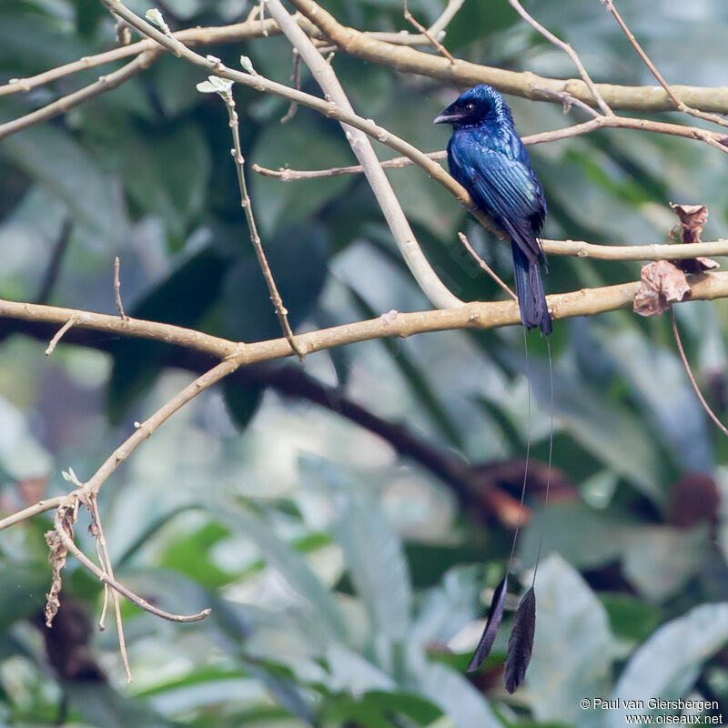 Drongo à rames