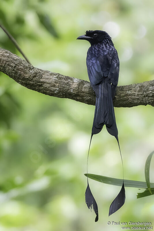 Drongo à raquettesadulte