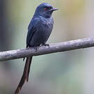 Drongo cendré