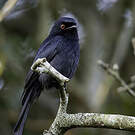 Drongo de Ludwig