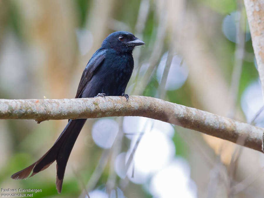 Mayotte Drongoadult, identification