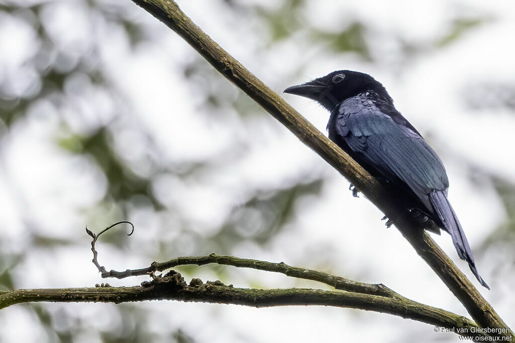 Drongo de Tweeddaleadulte