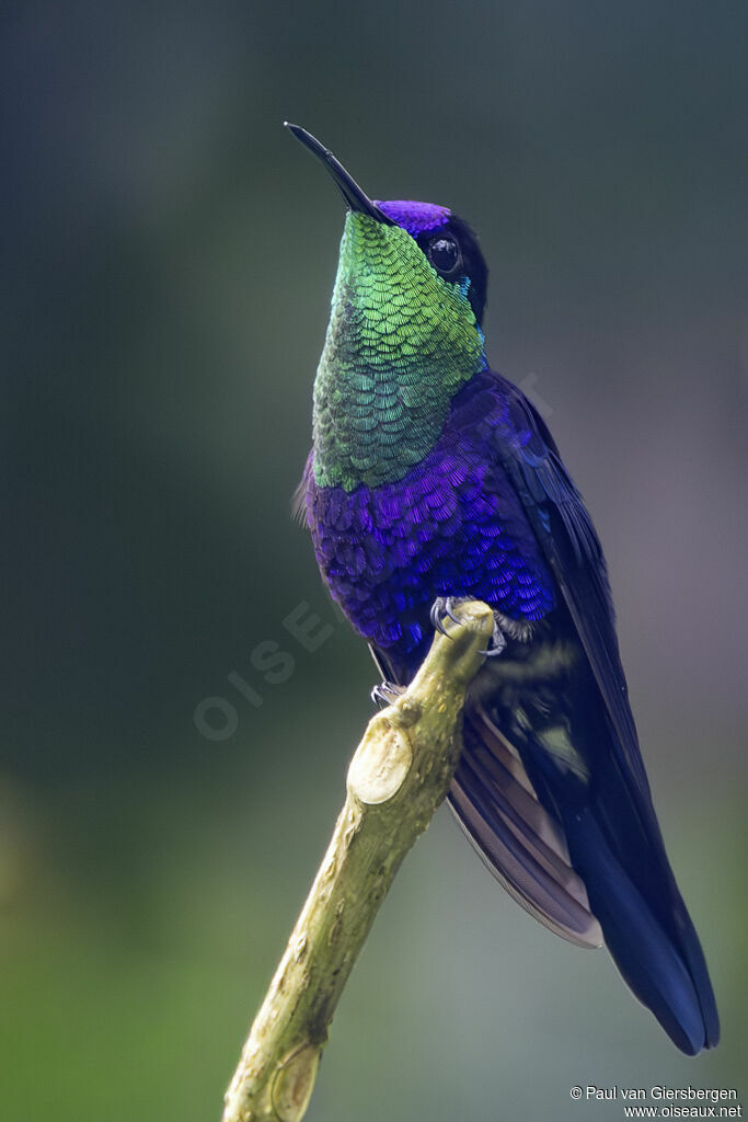 Dryade couronnée mâle adulte