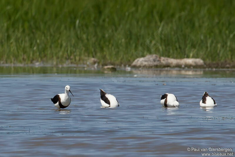 Banded Stilt