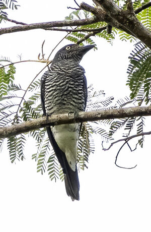 Échenilleur de Mindanao