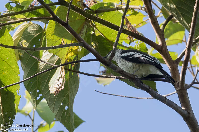 Échenilleur papou femelle adulte, identification