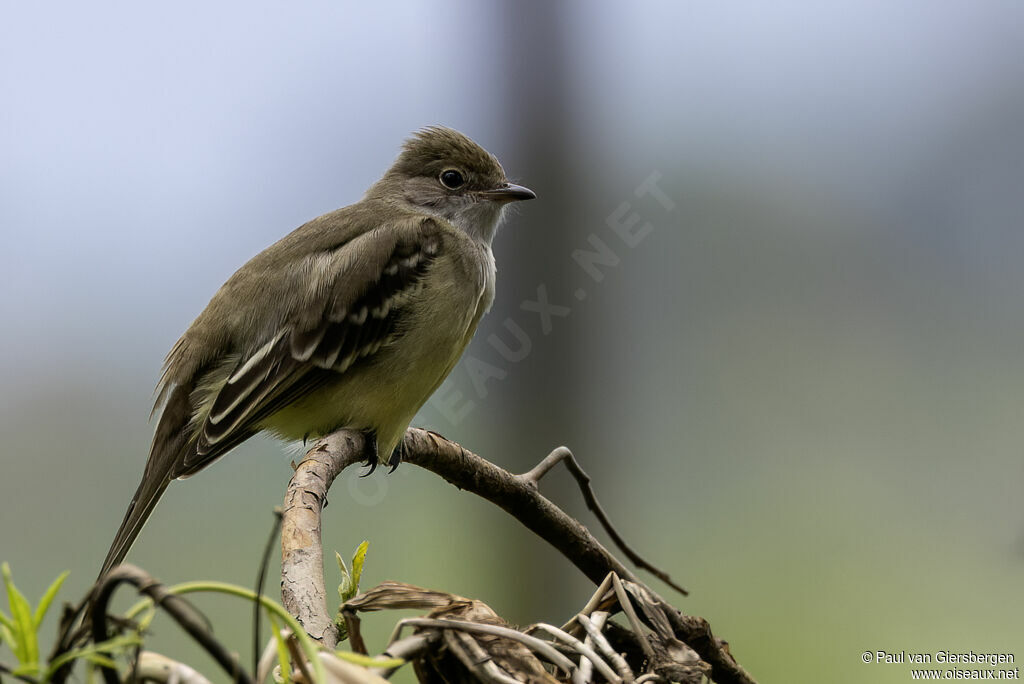 Brownish Elaeniaadult