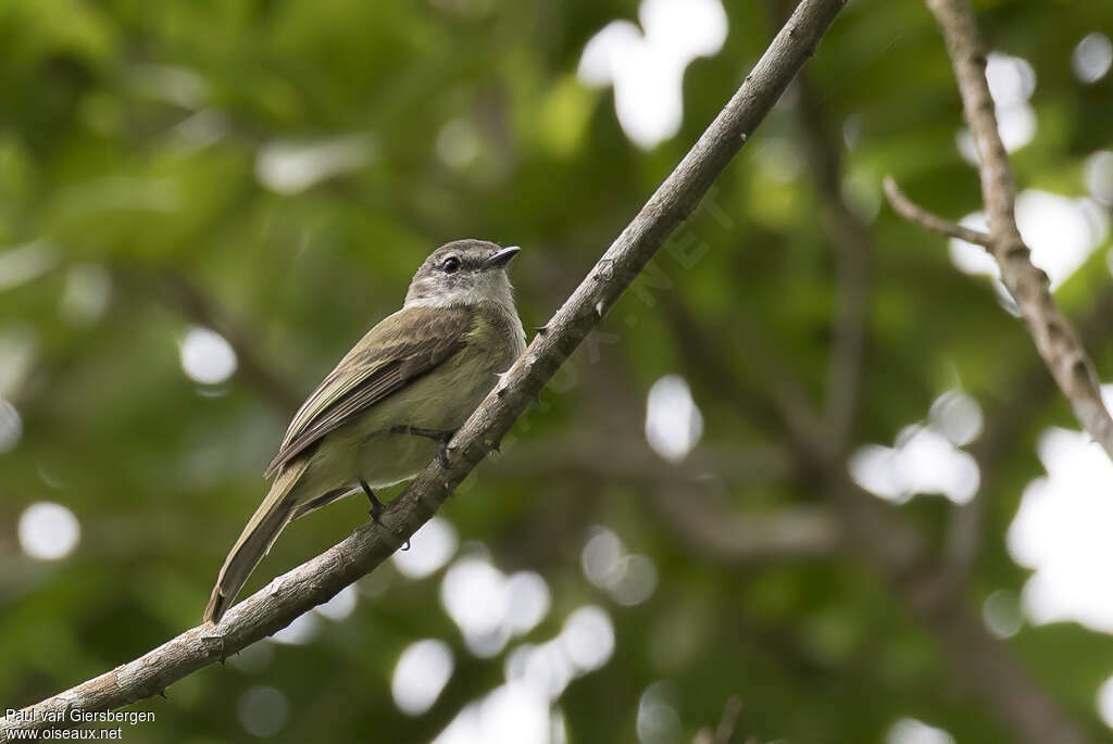 Élénie de la Jamaïqueadulte, identification