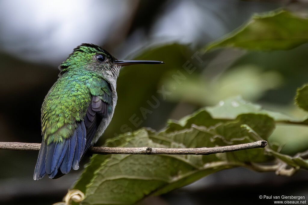 Émeraude du Panamaadulte