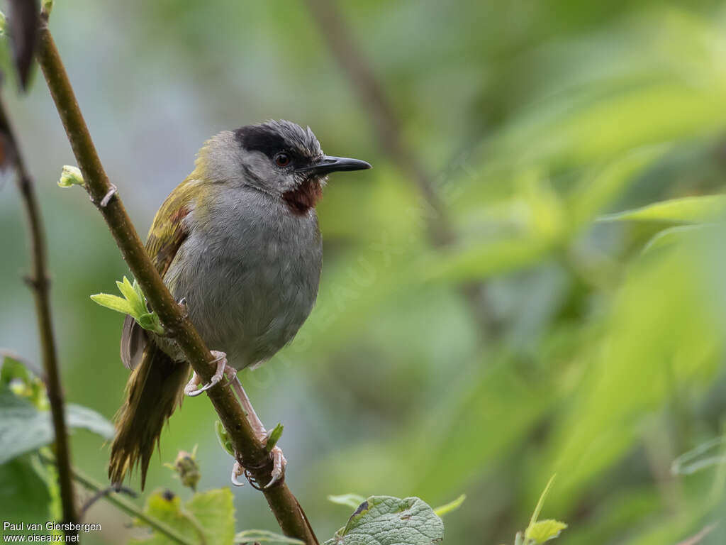 Grey-capped Warbleradult, close-up portrait