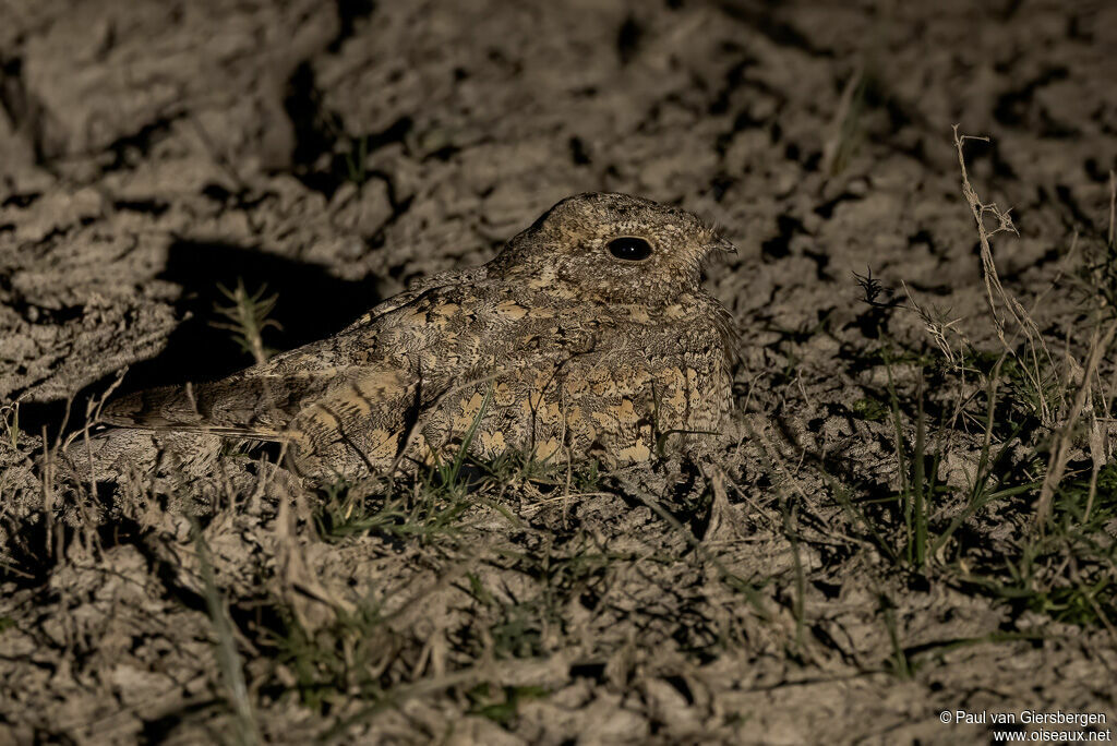 Engoulevent de Sykesadulte
