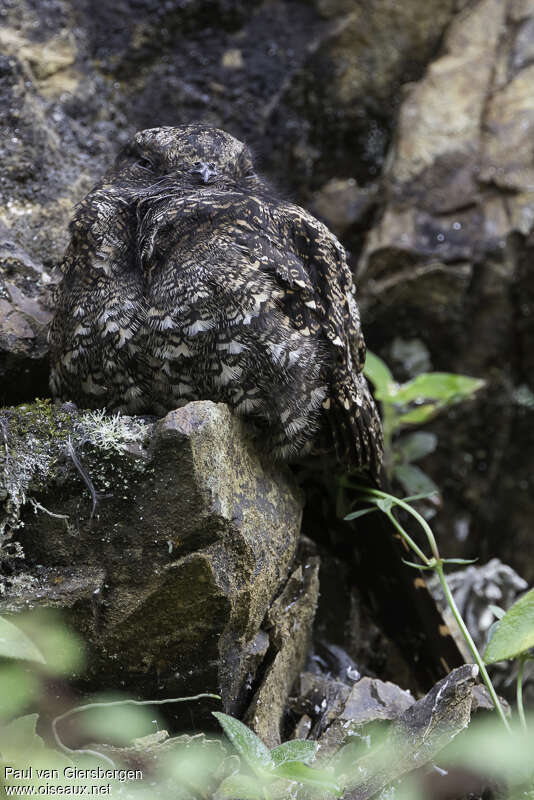 Engoulevent lyre femelle adulte, habitat, camouflage, pigmentation