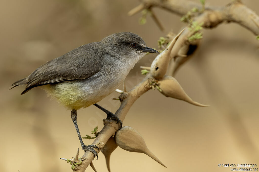 Érémomèle à croupion jauneadulte