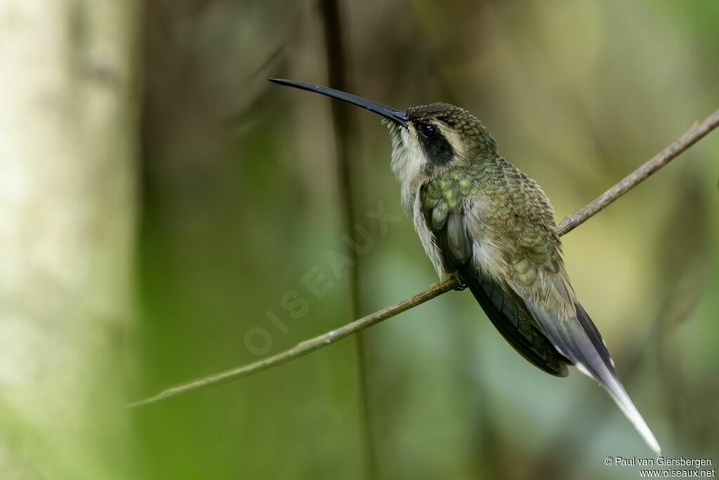 Ermite anthophileadulte