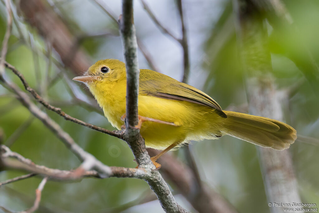 Little Yellow Flycatcheradult