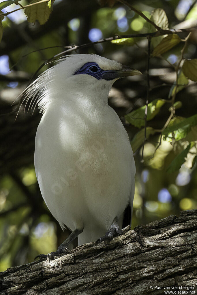 Bali Mynaadult