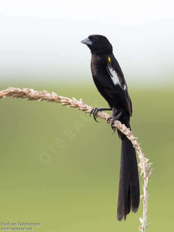 White-winged Widowbird male adult breeding, identification