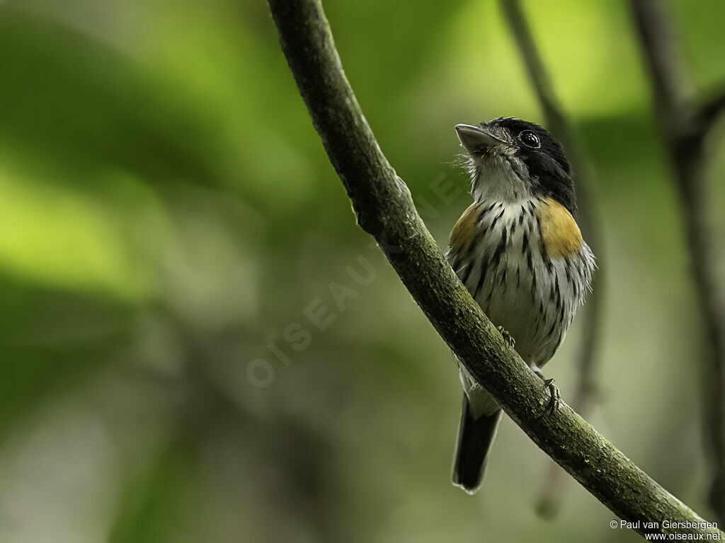 Rufous-sided Broadbill male adult