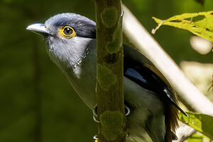 Eurylaime à sourcils gris