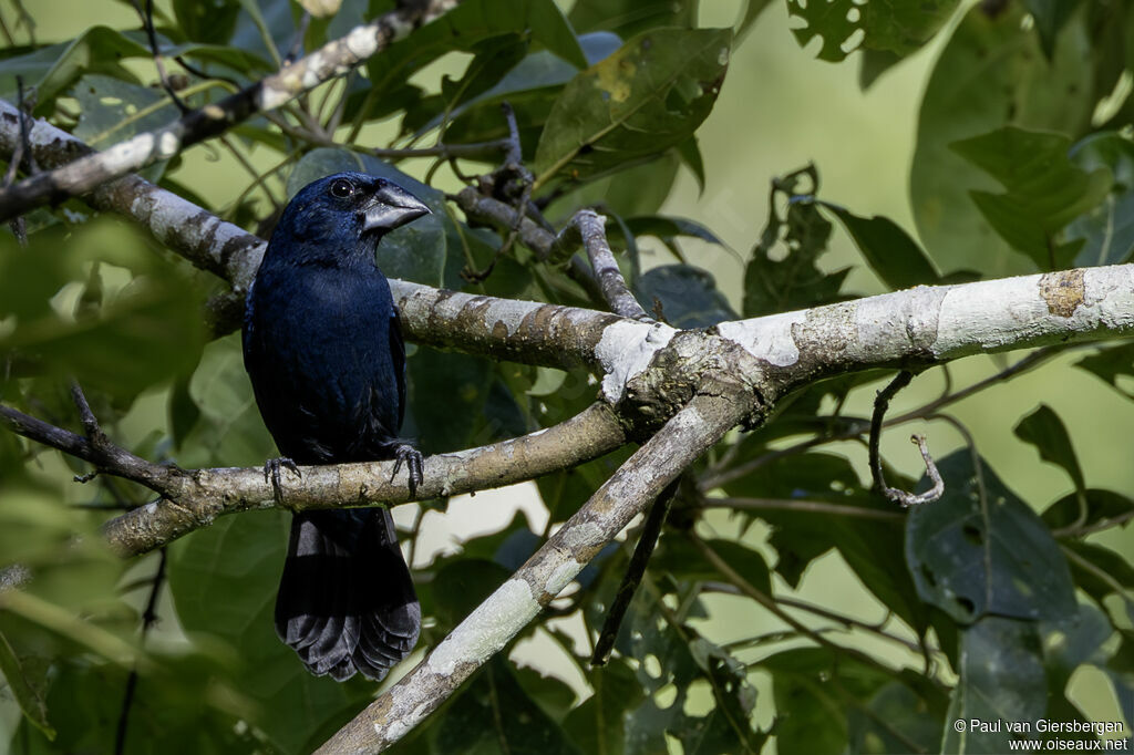 Évêque bleu-noir mâle adulte