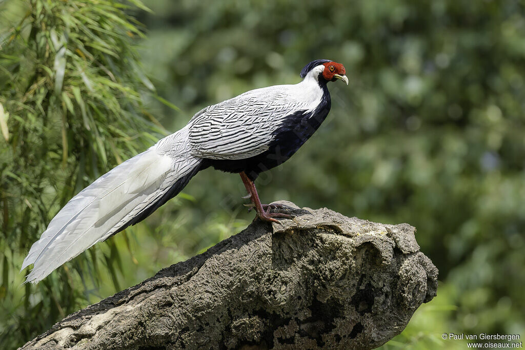 Silver Pheasant male adult